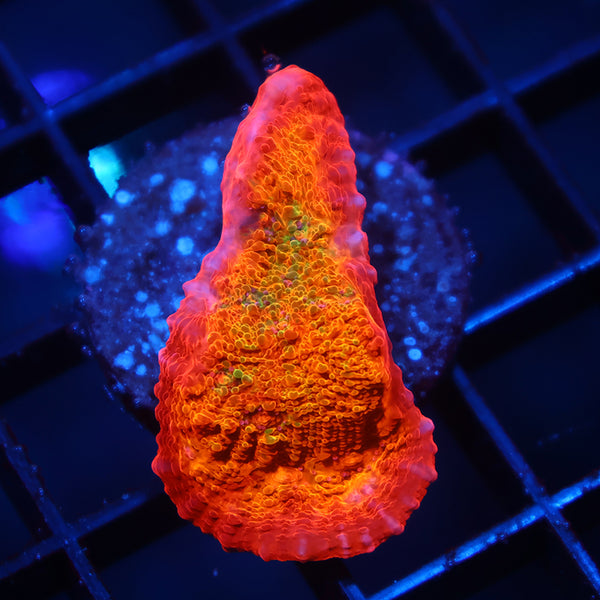 ARC Ludicrous Chalice