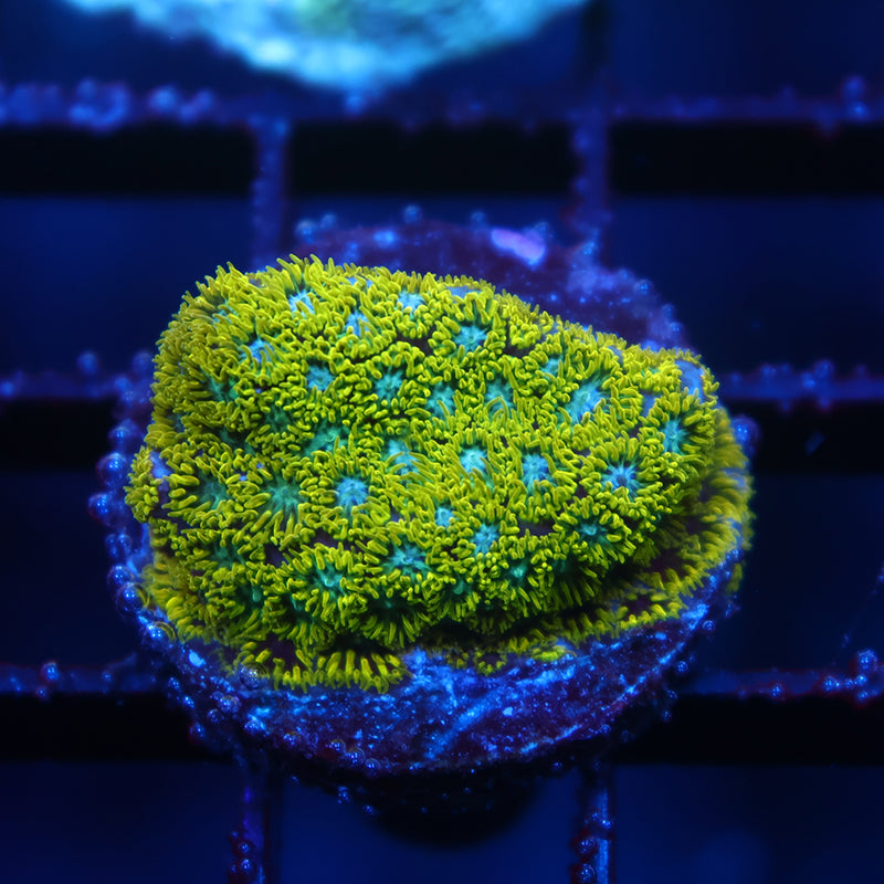 WWC Kermit The Frog Leptastrea