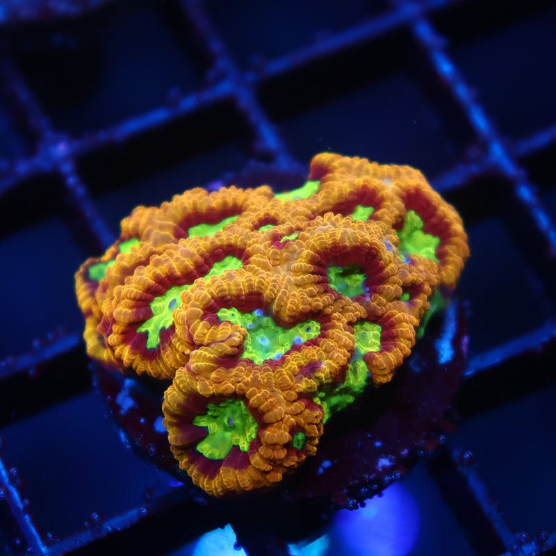 TCK Burning Rim Favia