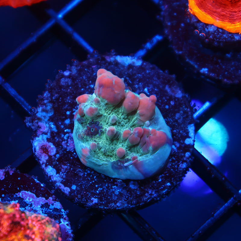 WWC Cosmic Candy Bounce Chalice