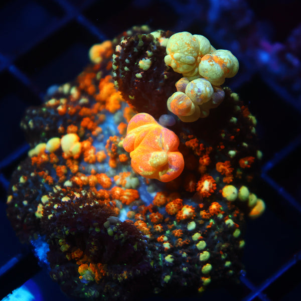 Insane TCK Powerballs Bounces Mushrooms