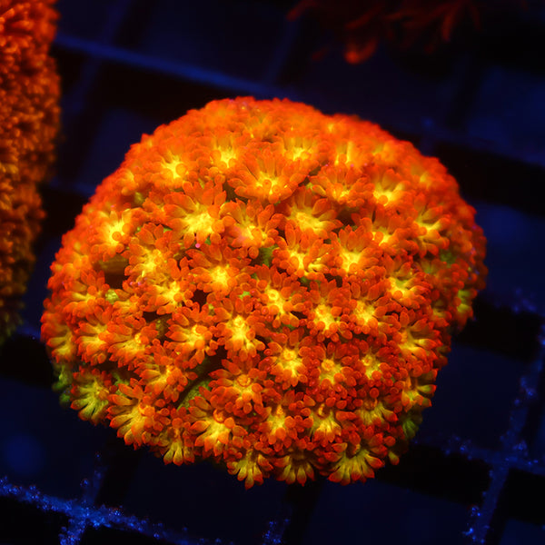 TCK Combustion Goni Bernardpora