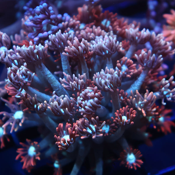 Lg TCK Rocket Pops Goni