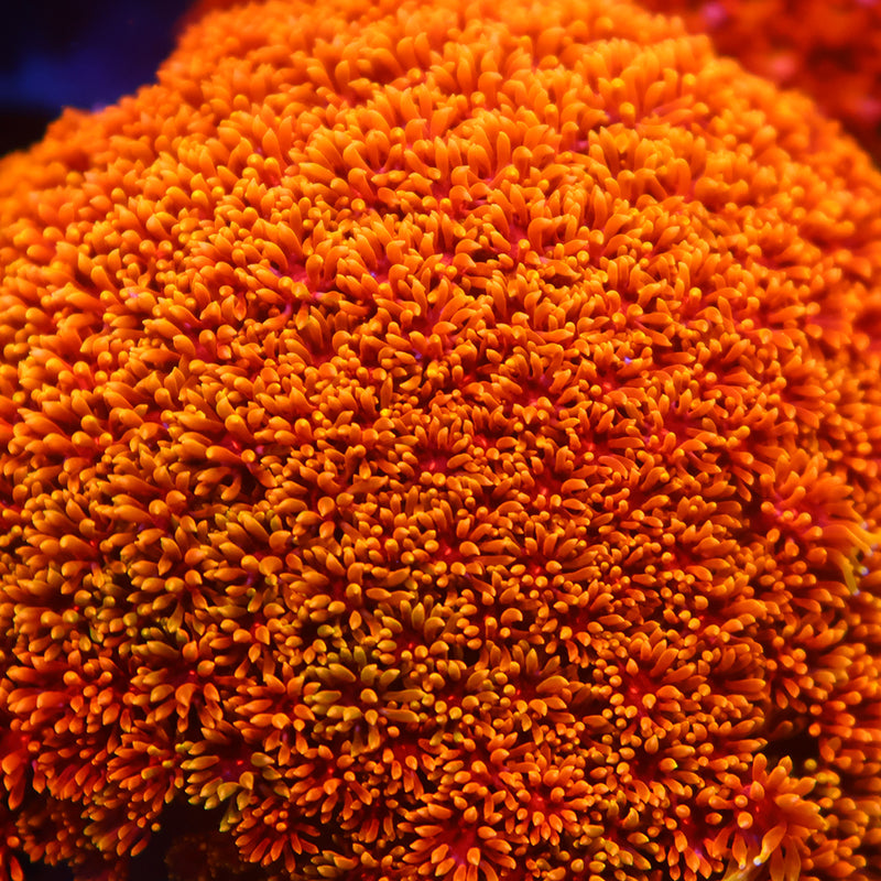 Lg TCK Rainbow Crunch Goni Bernardpora