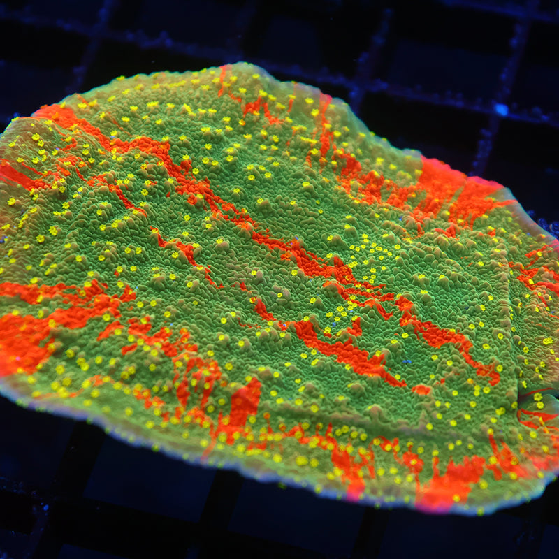 WWC Grafted Sunfire Cap