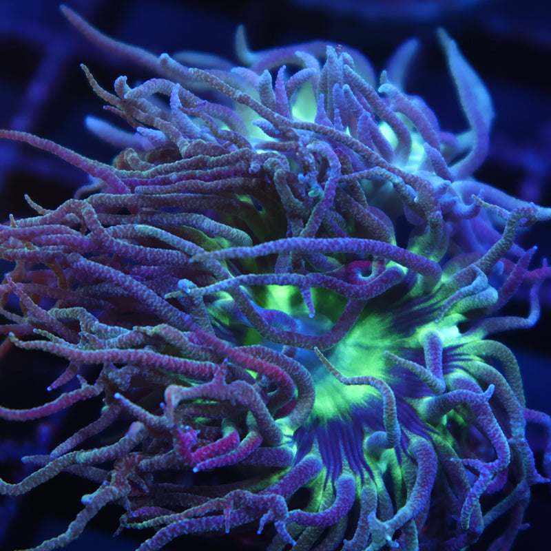 WWC Dream Catcher Duncan