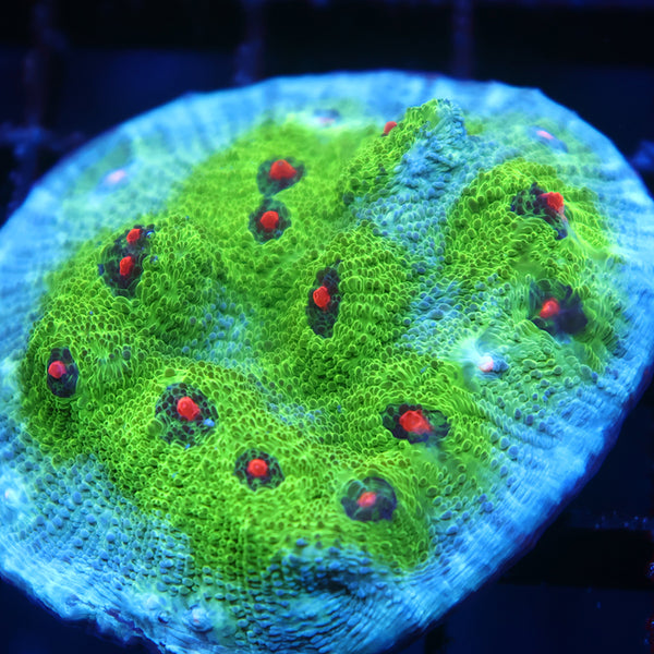 Lg GB Avatar Chalice