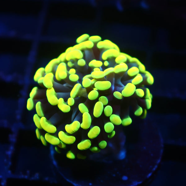 TCK Branching Bright Yellow Tips Hammer