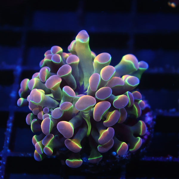 TCK Branching Holographic Hammer