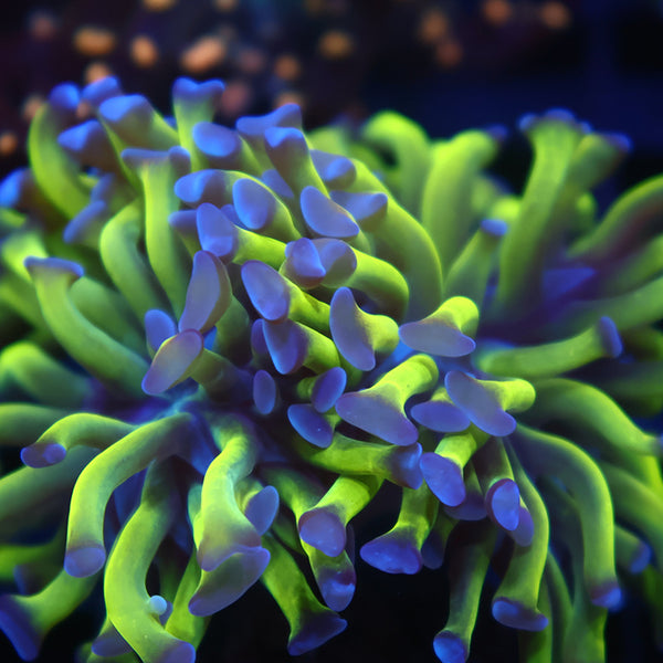 TCK Branching Purple Tips Green Hammer