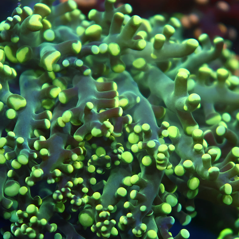 TCK Branching Lemon Limes Frogspawn