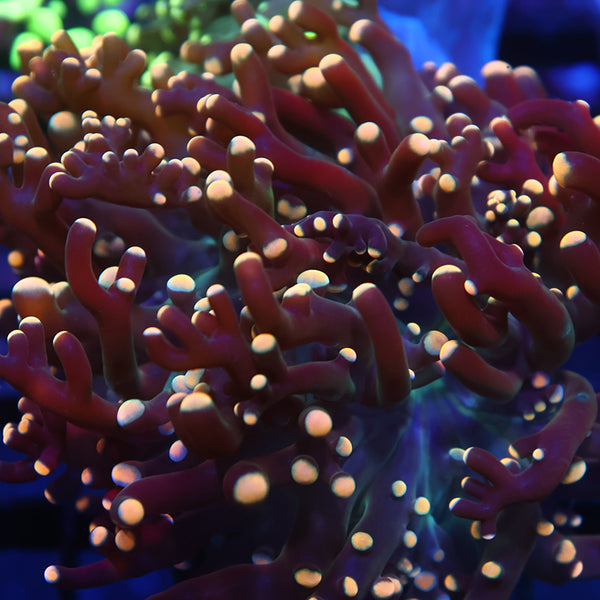 TCK Branching Gold "Beanbag" Frogspawn