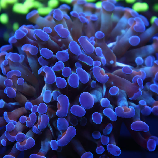 TCK "Salty's Torch" Hybrid Euphyllia Blue Side