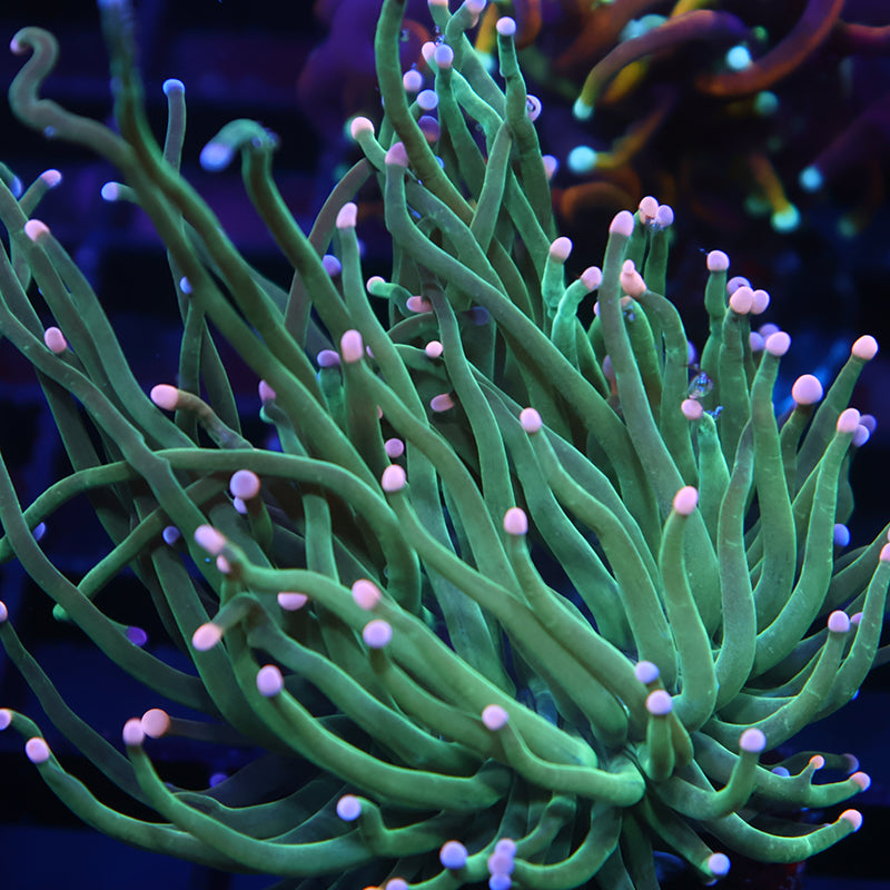 CC Chimera Torch Green Side