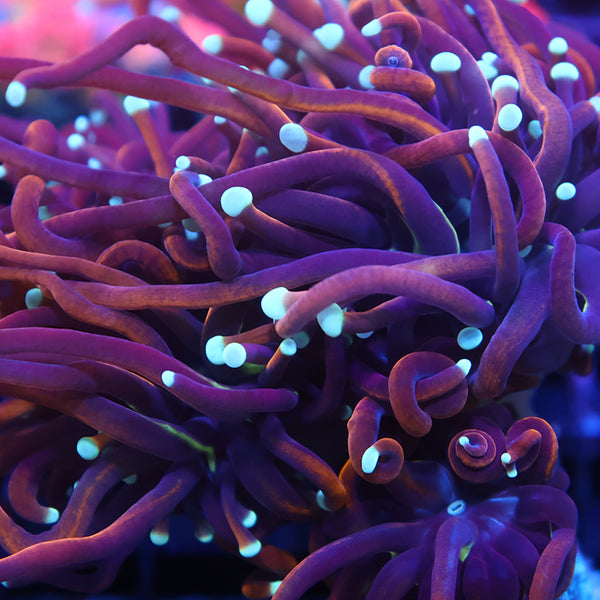 TCK White Tips Indo Gold Torch