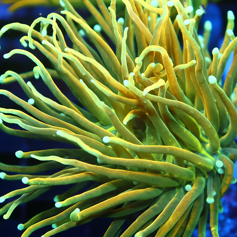 TCK Lightning Bolt Torch