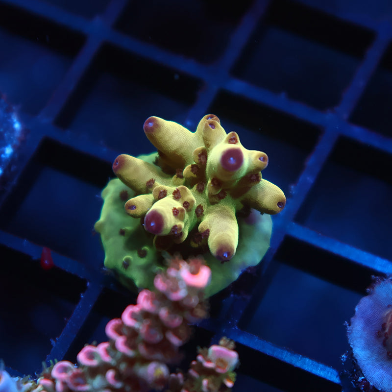 TCK Ice Granulosa