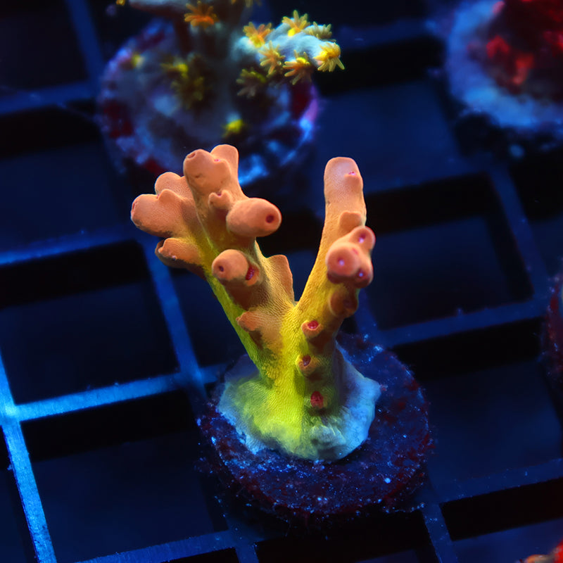 TCK Rainbow Meltdown