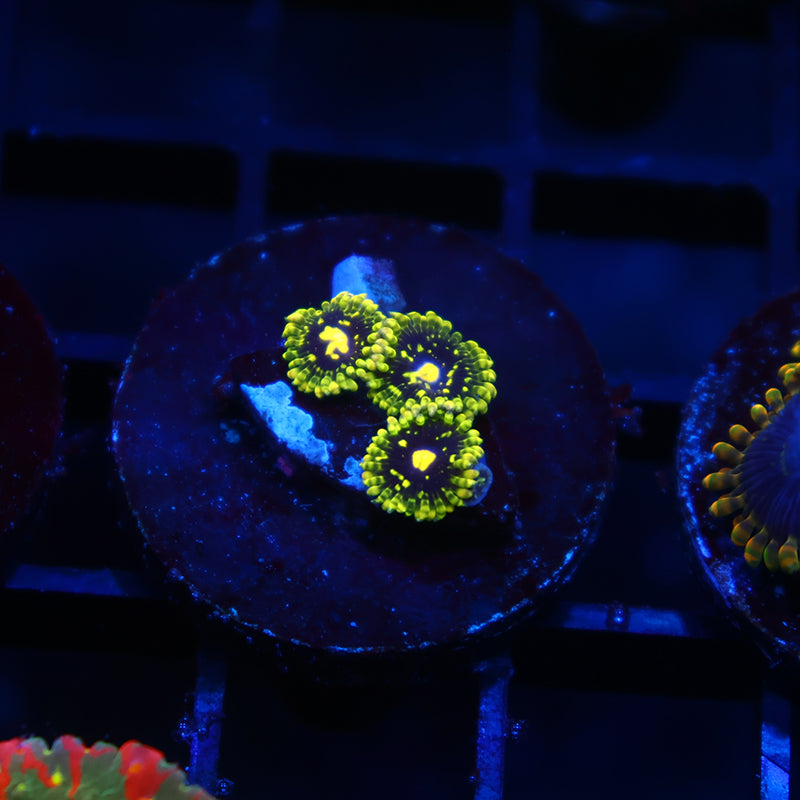 Exospheres