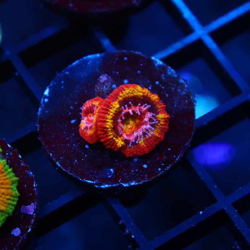 TCK OG Black Hole Sun Acan Lord