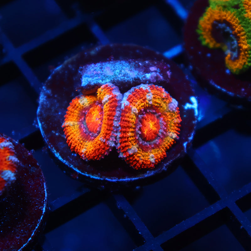 TCK Rainbowbrite Acan Lord