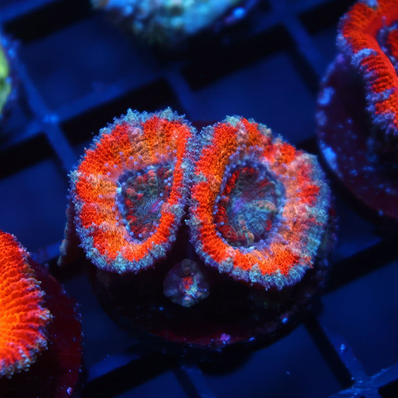 TCK Solar Storm Acan Lord