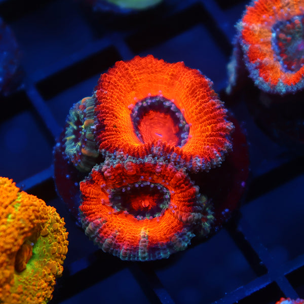 TCK Orange Rainbow Acan Lord