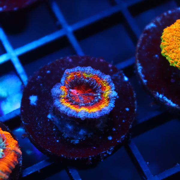 TCK Bleeding Apple Acan Lord