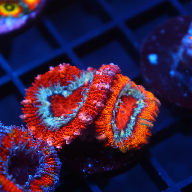 TCK Fluffy Acan Lord