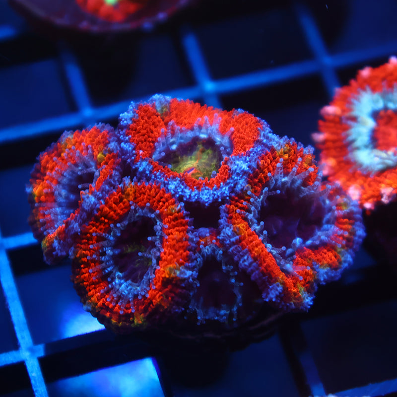 TCK Rainbow Centers Red Acan Lord