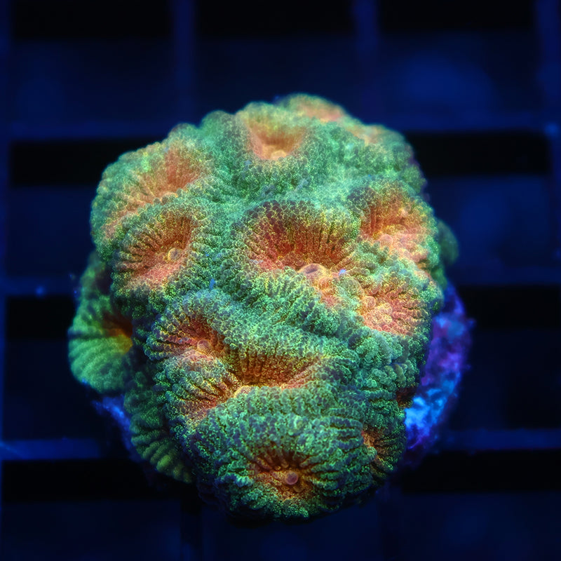 TCK Pot-O-Gold Favia