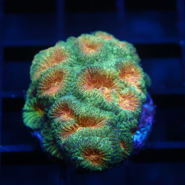 TCK Pot-O-Gold Favia