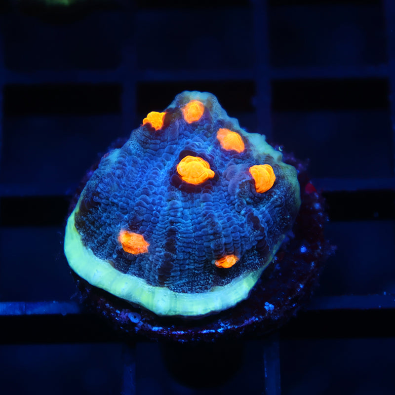 TCK Halloween Mycedium