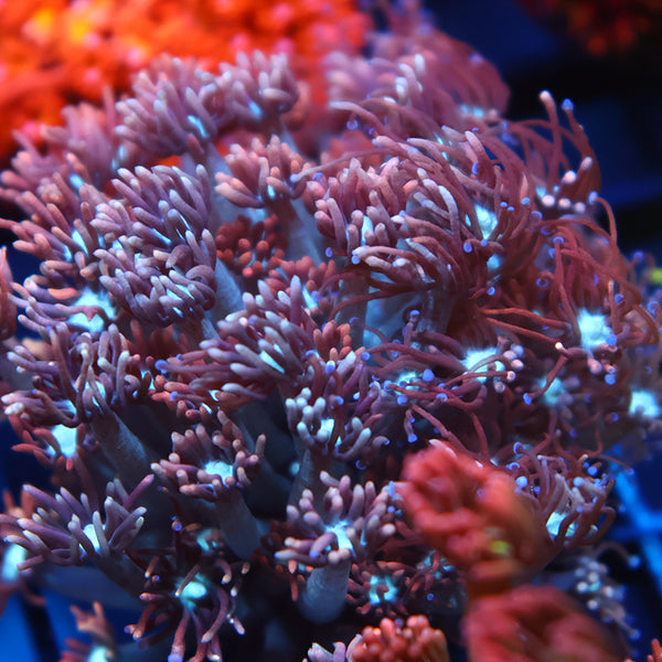 Lg TCK Rocket Pops Goni