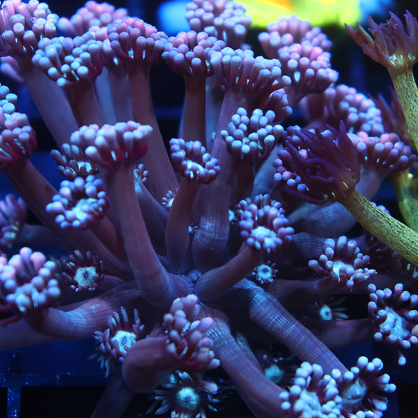 TCK Grape Gumballz Goni