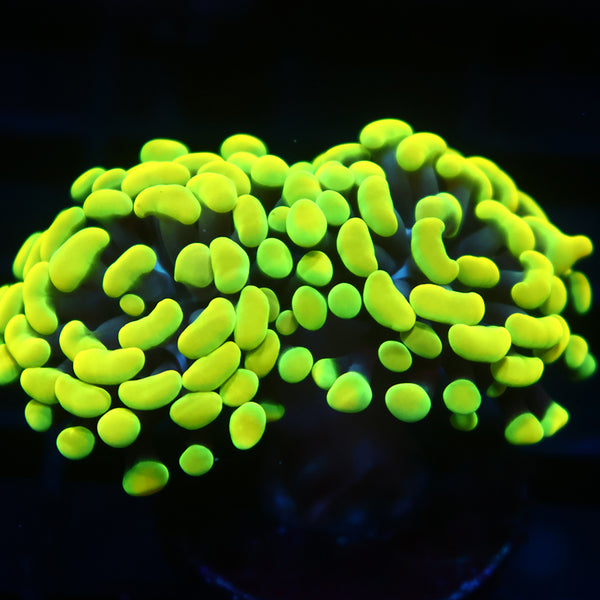 TCK Branching Bright Yellow Tips Hammer