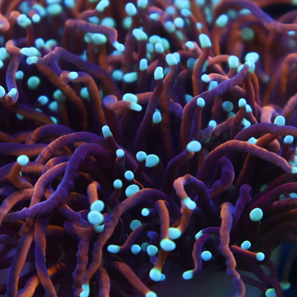 TCK White Tips Indo Gold Torch