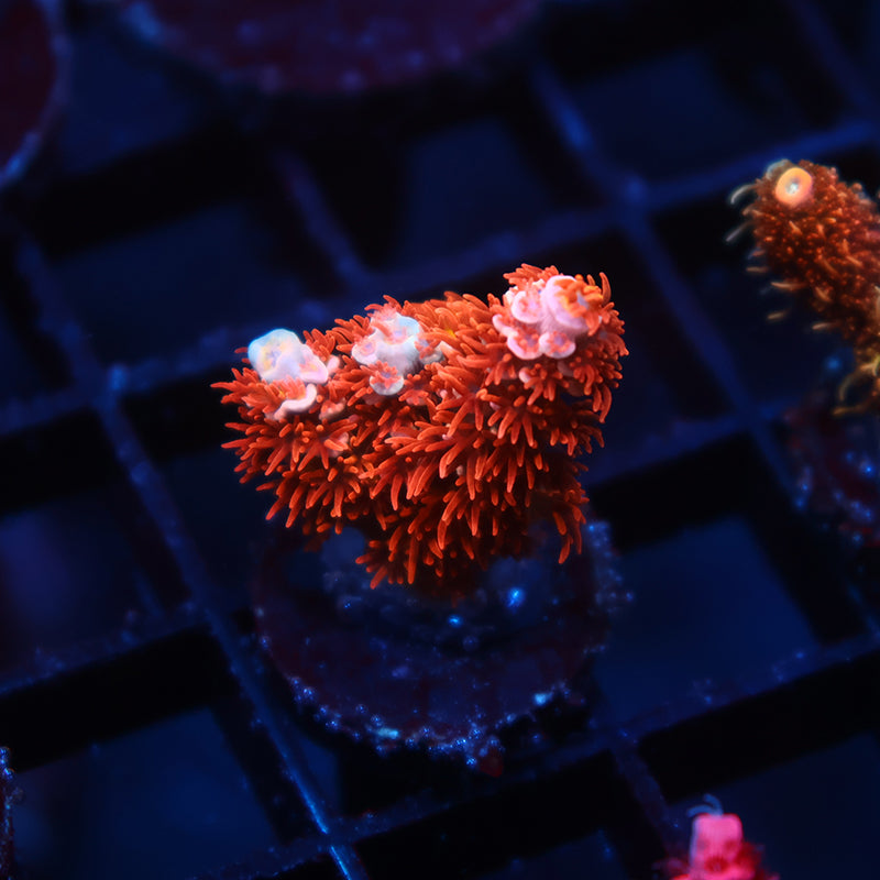 TCK Cherry Bombs Tenuis