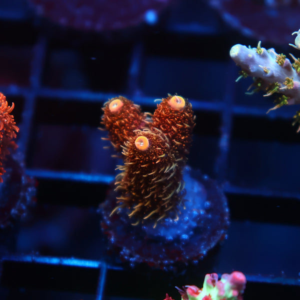 TCK "Mike's Shaggy Redwood" Milli