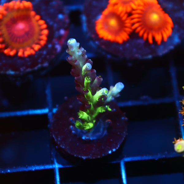 TSA Raspberry Splice