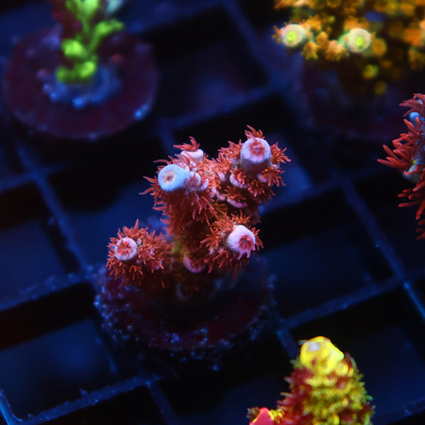 TCK Rainbow Insano Tenuis