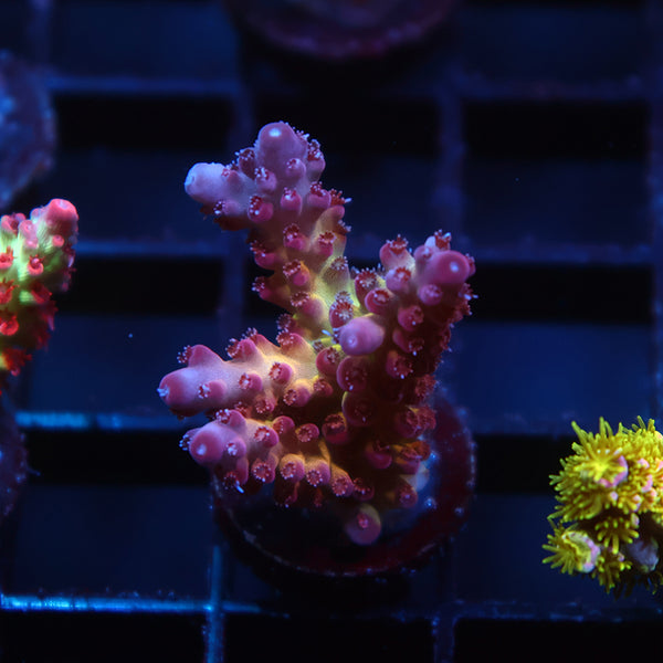 New Release TCK Fire Berry Acro