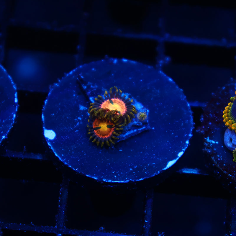 Laser Lemons