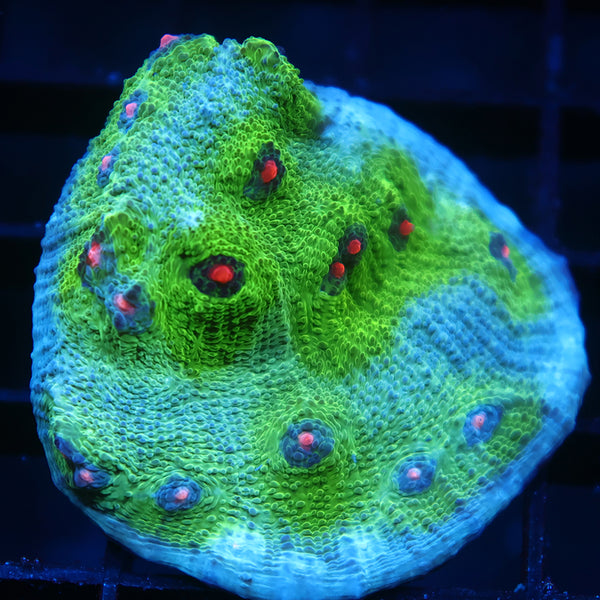 Lg GB Avatar Chalice