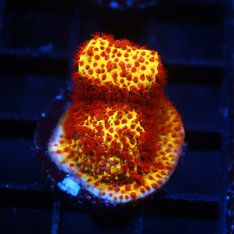 JF Burning Banana Stylo