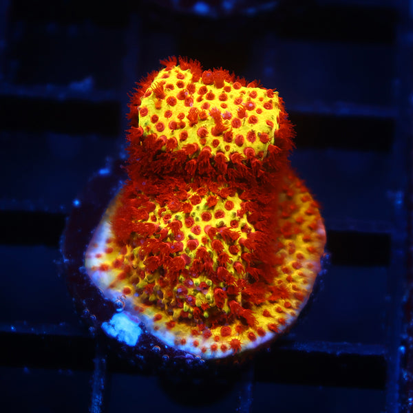 JF Burning Banana Stylo