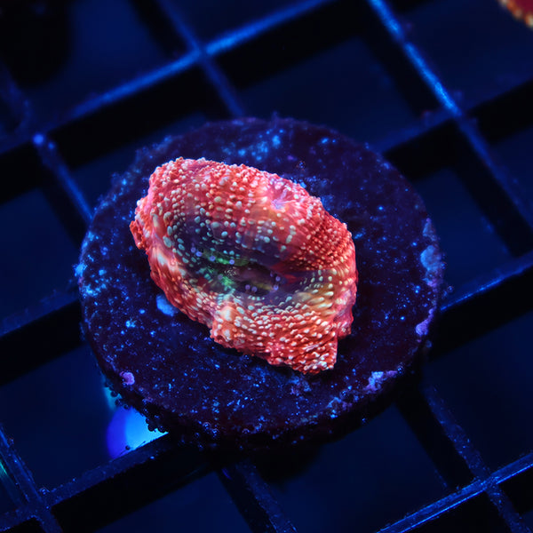 TCK Rainbow Bowerbanki