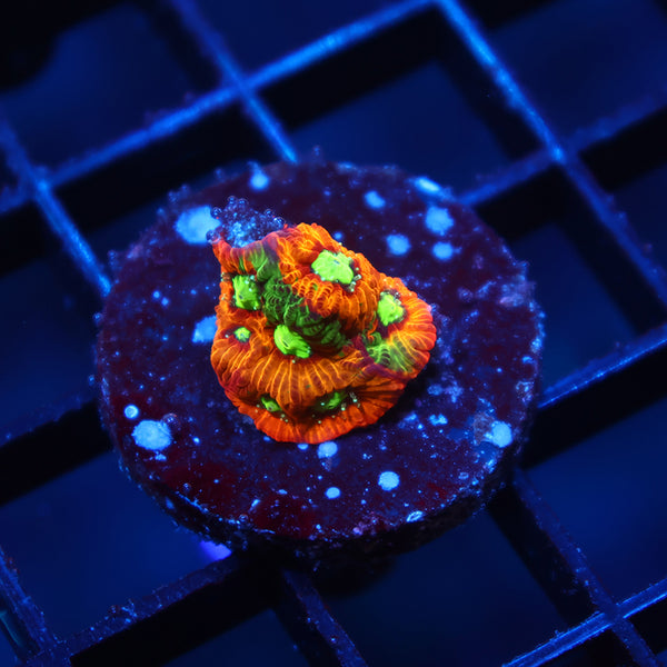 BSA Rain of War Favia