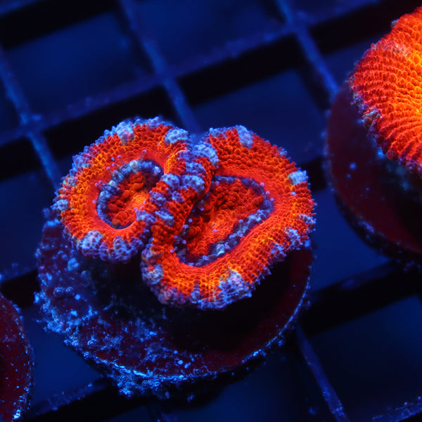 Red Acan Lord