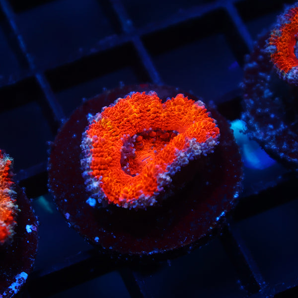 TCK Rainbow Red Acan Lord